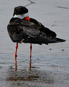 Black Skimmer