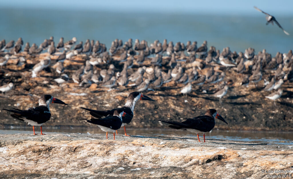 Black Skimmer