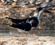 Black Skimmer