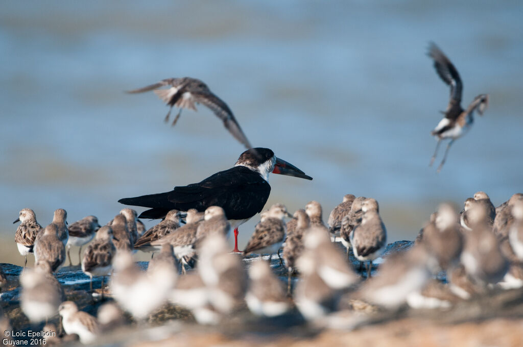 Black Skimmer