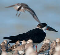 Black Skimmer