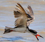 Black Skimmer