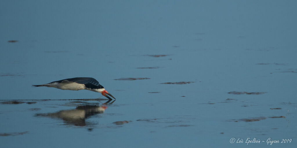 Black Skimmer