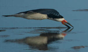 Black Skimmer