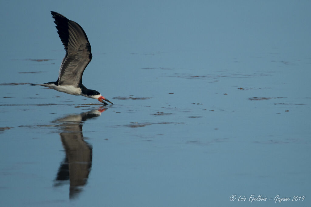 Black Skimmer