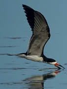 Black Skimmer