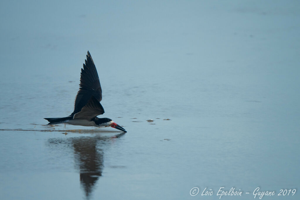 Black Skimmer