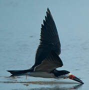 Black Skimmer