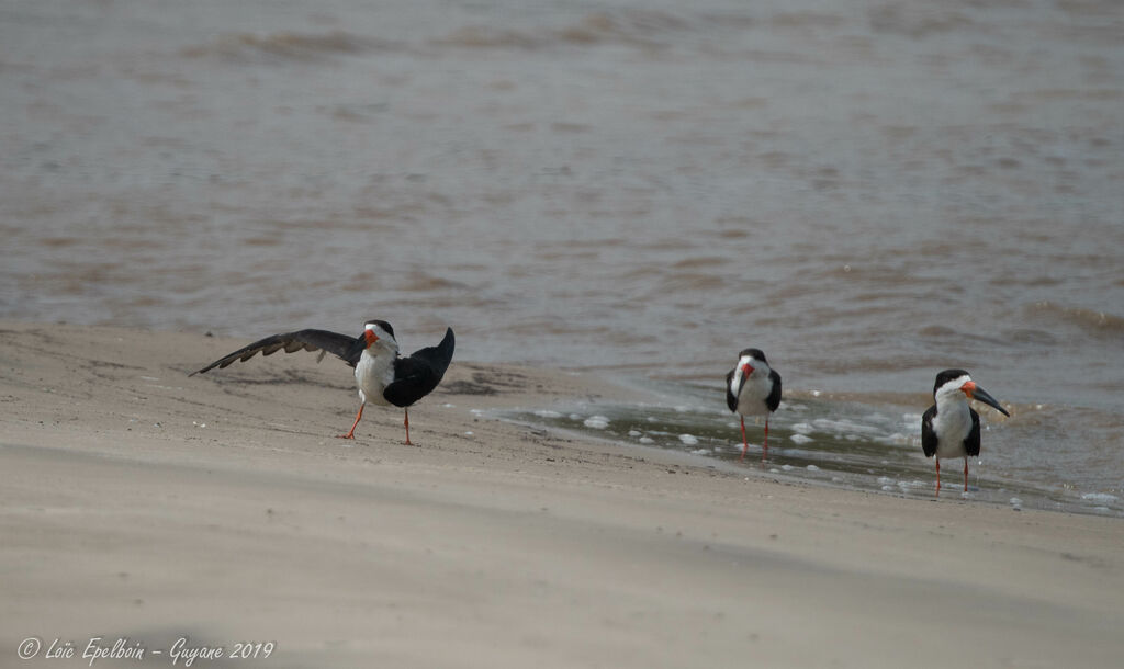 Black Skimmer