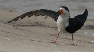 Black Skimmer