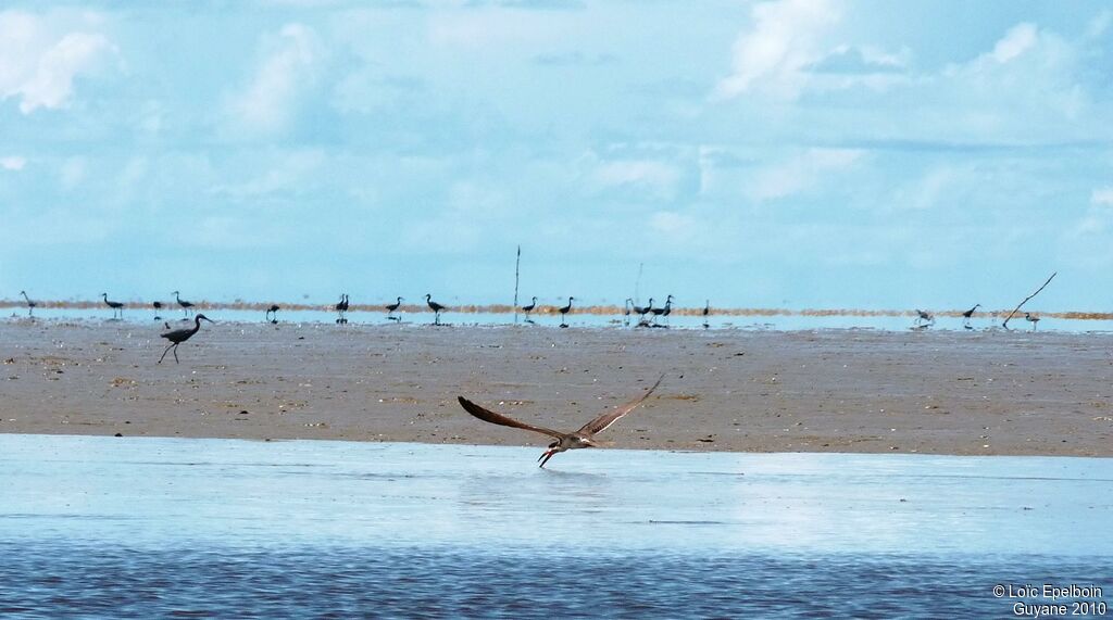 Black Skimmer