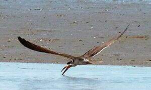 Black Skimmer