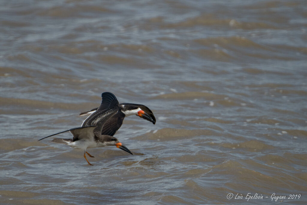 Black Skimmer