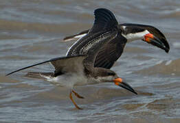 Black Skimmer