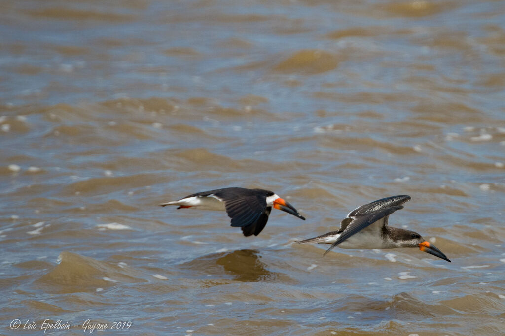 Black Skimmer