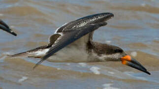 Black Skimmer