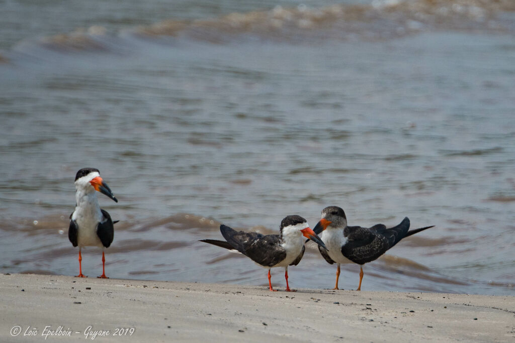 Black Skimmer