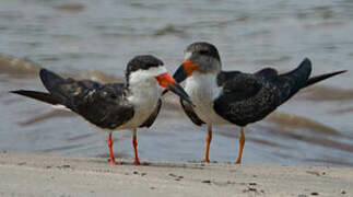 Black Skimmer