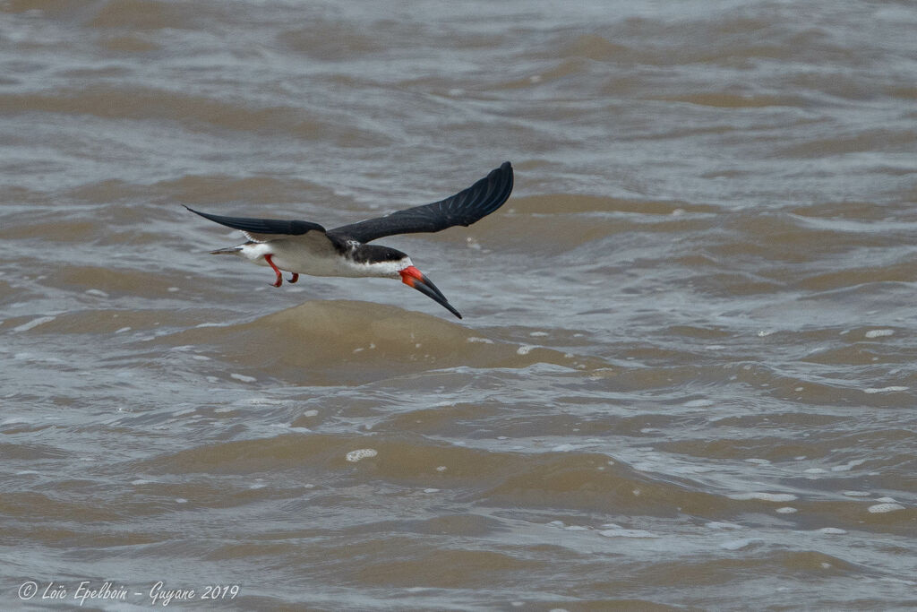 Black Skimmer