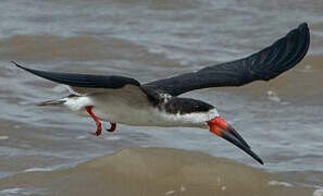 Black Skimmer