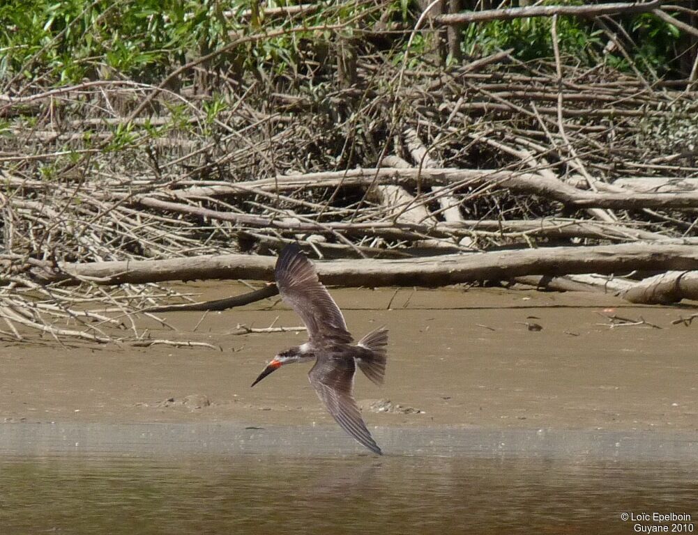 Black Skimmer