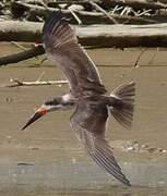 Black Skimmer