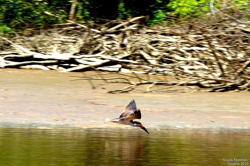 Black Skimmer