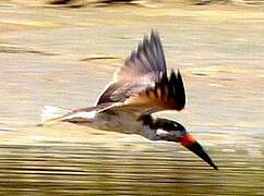 Black Skimmer