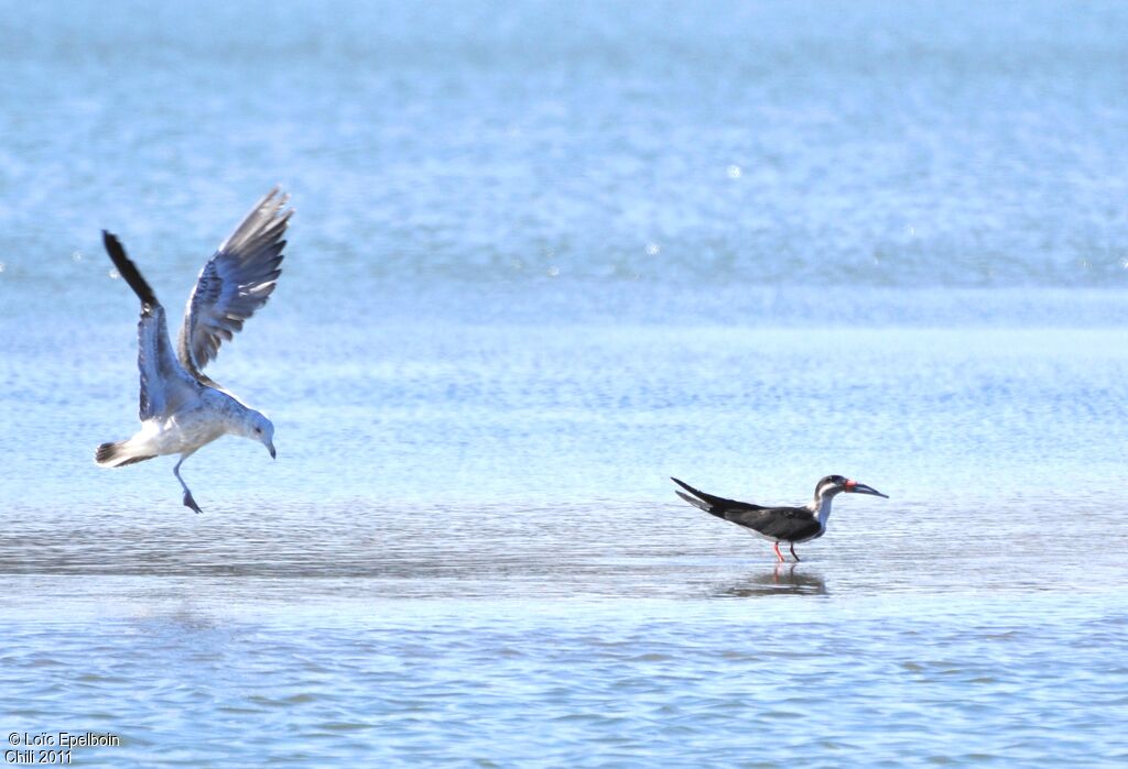 Black Skimmer