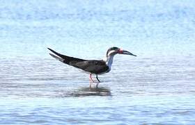 Black Skimmer