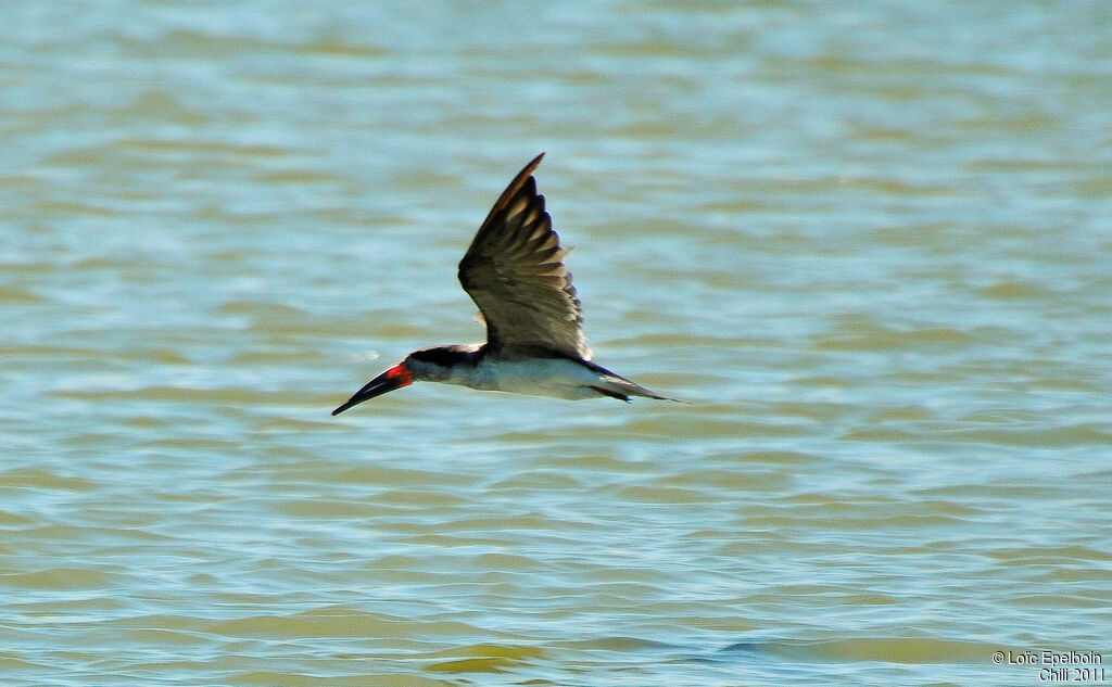 Black Skimmer