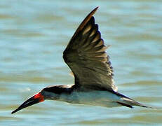 Black Skimmer