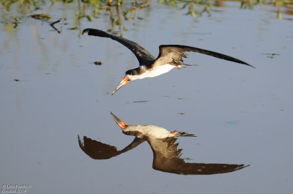 Black Skimmer