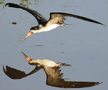 Black Skimmer