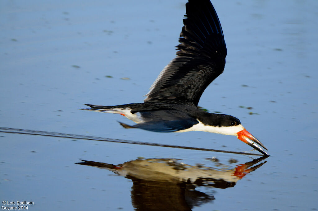 Black Skimmer