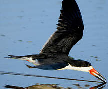 Black Skimmer