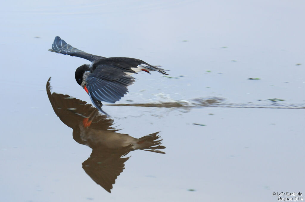 Black Skimmer