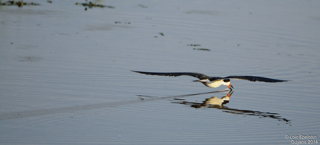 Black Skimmer