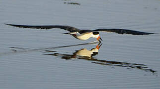 Black Skimmer