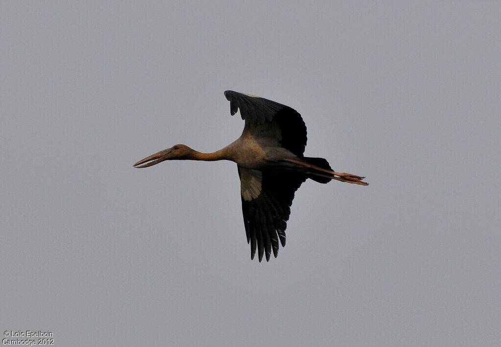 Asian Openbill