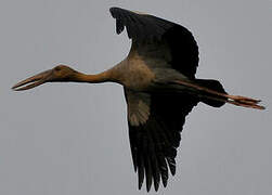 Asian Openbill