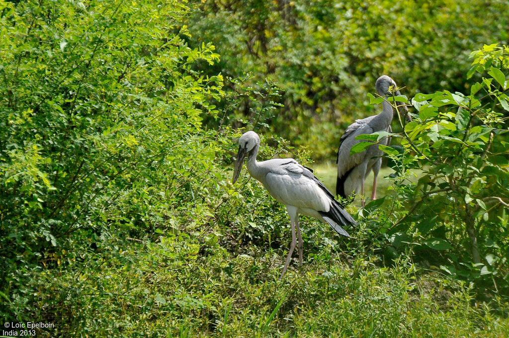 Asian Openbill