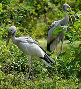 Asian Openbill