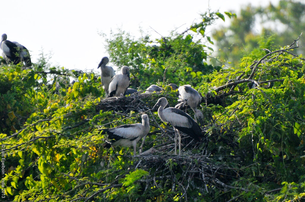 Asian Openbill