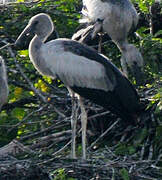 Asian Openbill