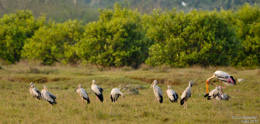 Asian Openbill