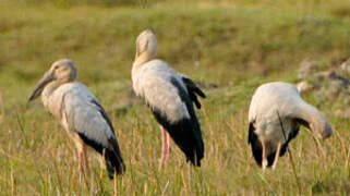 Asian Openbill