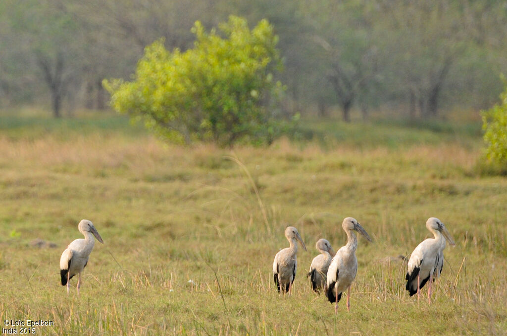 Asian Openbill