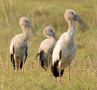 Asian Openbill