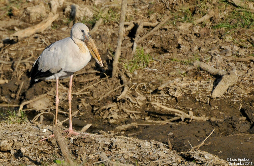 Asian Openbill